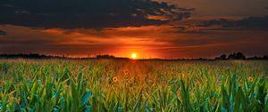 Preview wallpaper field, sunset, clouds