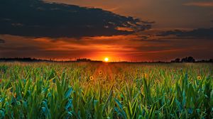 Preview wallpaper field, sunset, clouds