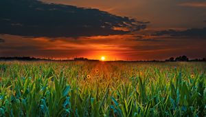 Preview wallpaper field, sunset, clouds