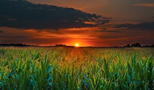 Preview wallpaper field, sunset, clouds