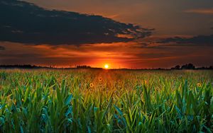 Preview wallpaper field, sunset, clouds