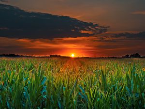 Preview wallpaper field, sunset, clouds