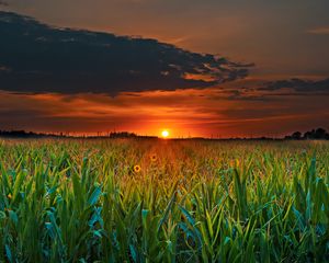 Preview wallpaper field, sunset, clouds