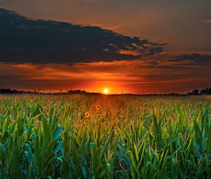 Preview wallpaper field, sunset, clouds