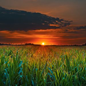 Preview wallpaper field, sunset, clouds