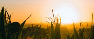 Preview wallpaper field, sunset, ears, leaves, rays, sky