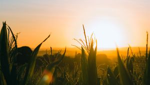 Preview wallpaper field, sunset, ears, leaves, rays, sky