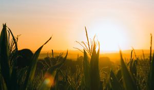 Preview wallpaper field, sunset, ears, leaves, rays, sky
