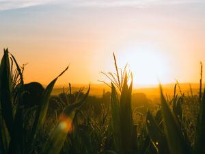Preview wallpaper field, sunset, ears, leaves, rays, sky