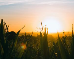 Preview wallpaper field, sunset, ears, leaves, rays, sky