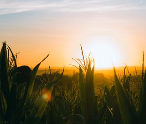 Preview wallpaper field, sunset, ears, leaves, rays, sky