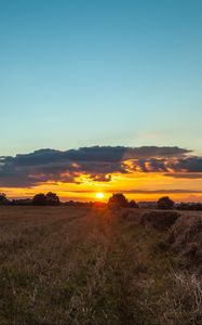 Preview wallpaper field, sunset, grass, trees