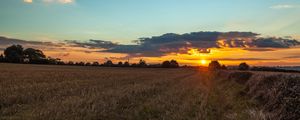 Preview wallpaper field, sunset, grass, trees