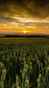 Preview wallpaper field, sunset, nature, dusk, evening