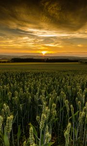 Preview wallpaper field, sunset, nature, dusk, evening