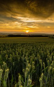 Preview wallpaper field, sunset, nature, dusk, evening