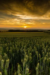 Preview wallpaper field, sunset, nature, dusk, evening