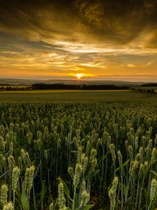 Preview wallpaper field, sunset, nature, dusk, evening