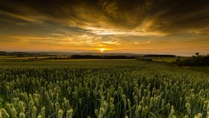 Preview wallpaper field, sunset, nature, dusk, evening