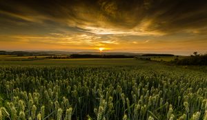 Preview wallpaper field, sunset, nature, dusk, evening