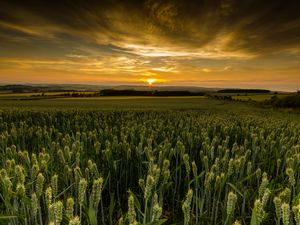 Preview wallpaper field, sunset, nature, dusk, evening