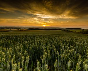 Preview wallpaper field, sunset, nature, dusk, evening