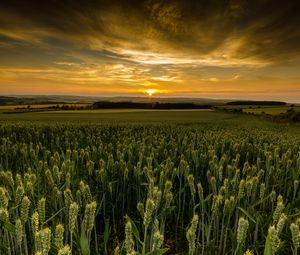 Preview wallpaper field, sunset, nature, dusk, evening