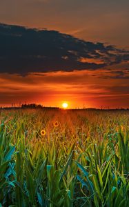 Preview wallpaper field, sunset, skyline, flowers, clouds