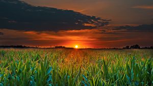 Preview wallpaper field, sunset, skyline, flowers, clouds