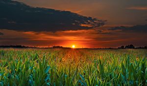 Preview wallpaper field, sunset, skyline, flowers, clouds