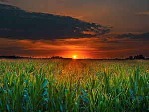 Preview wallpaper field, sunset, skyline, flowers, clouds