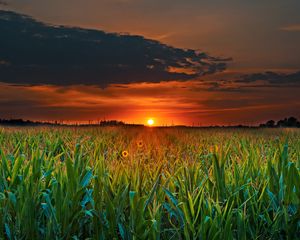 Preview wallpaper field, sunset, skyline, flowers, clouds