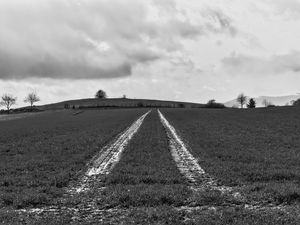 Preview wallpaper field, trace, stripes, black and white