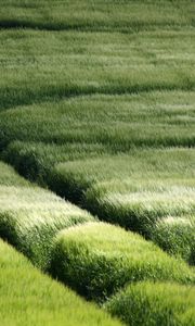 Preview wallpaper field, traces, grass, slope