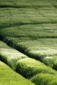 Preview wallpaper field, traces, grass, slope