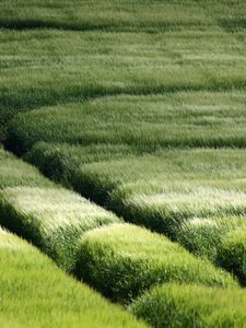 Preview wallpaper field, traces, grass, slope