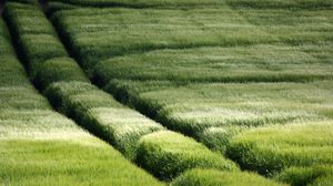 Preview wallpaper field, traces, grass, slope