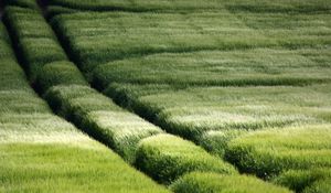 Preview wallpaper field, traces, grass, slope