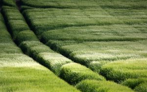 Preview wallpaper field, traces, grass, slope