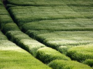 Preview wallpaper field, traces, grass, slope