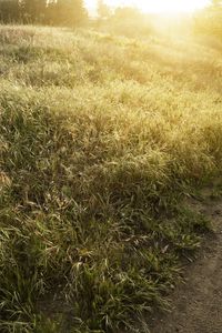 Preview wallpaper field, track, light, sun, herbs, summer, ears