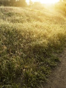 Preview wallpaper field, track, light, sun, herbs, summer, ears