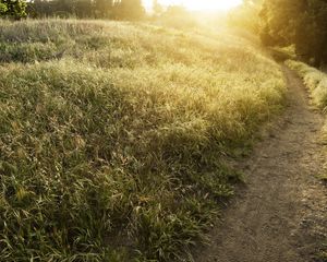 Preview wallpaper field, track, light, sun, herbs, summer, ears