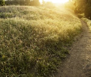 Preview wallpaper field, track, light, sun, herbs, summer, ears