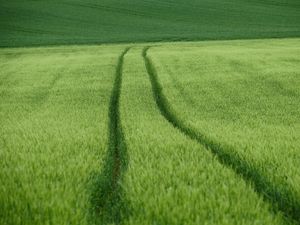 Preview wallpaper field, tracks, wheat, green