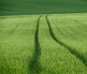Preview wallpaper field, tracks, wheat, green