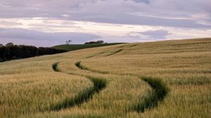 Preview wallpaper field, trail, hills, landscape