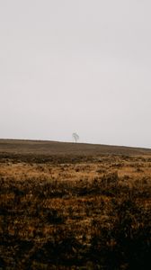 Preview wallpaper field, tree, alone, nature