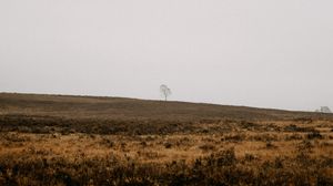 Preview wallpaper field, tree, alone, nature