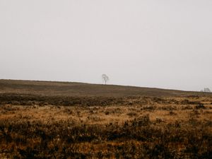 Preview wallpaper field, tree, alone, nature